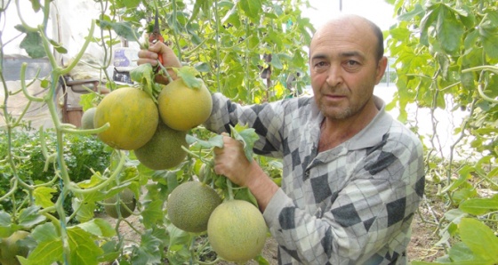 Mersin'de kavun hasadı başladı