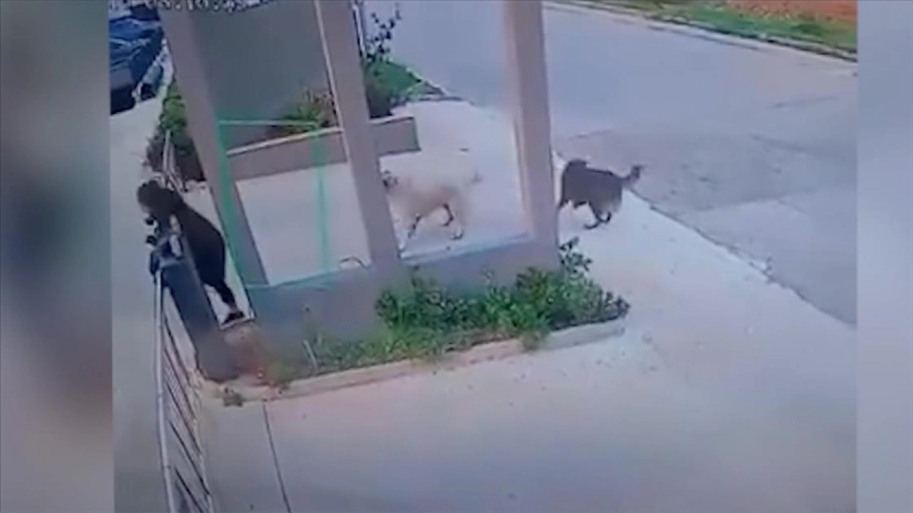 Mersin'de sahipsiz köpeklerin bir kadına saldırısı güvenlik kamerasında