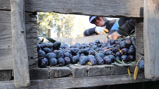 Mersin'de zeytin üreticisinin yüzü gülüyor