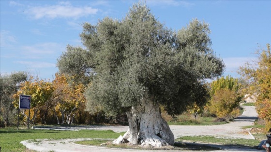 Mersin'deki tarihi zeytin ağaçları için tescil çalışması