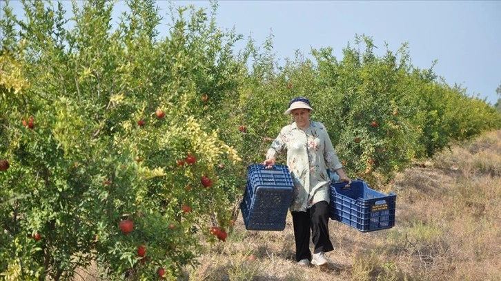 Mersin'de nar üreticisinin hasat mesaisi başladı