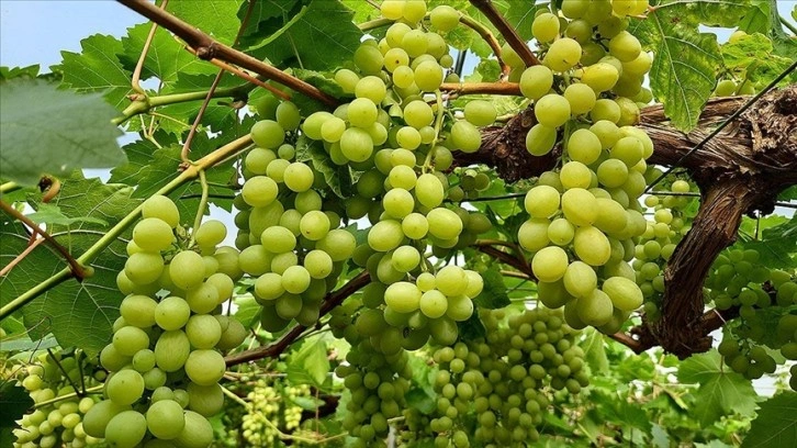 Mersin'de örtü altında yılın ilk üzüm hasadı yapıldı