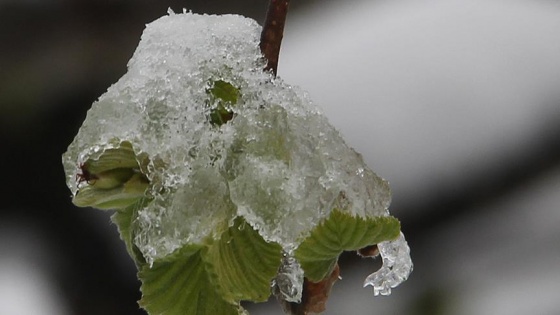 Meteorolojiden 7 il için zirai don uyarısı