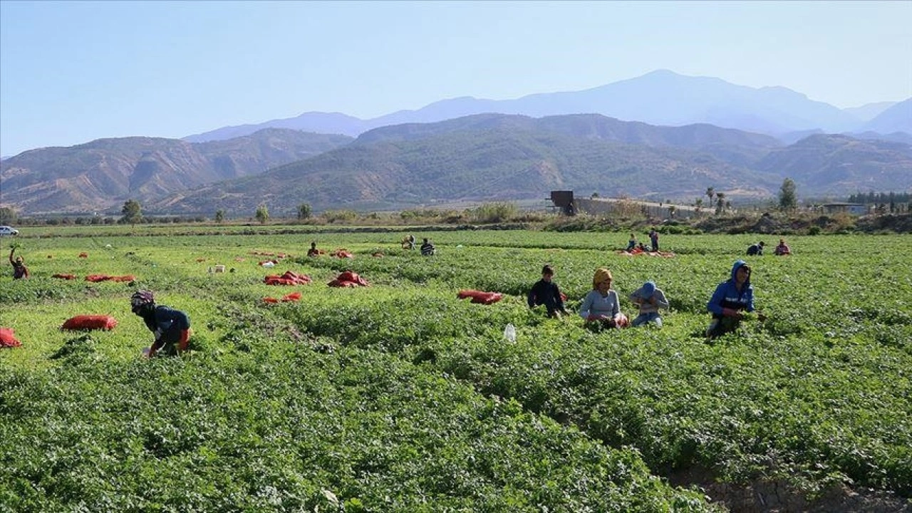 Mevsimlik tarım işçileri için 25 milyon lira kaynak ayrıldı