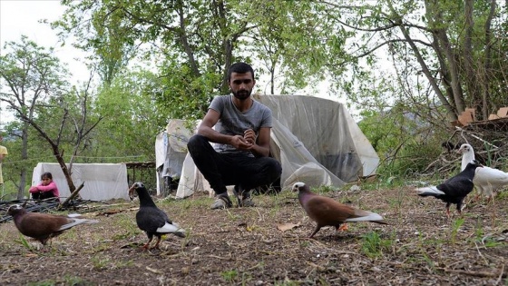 Mevsimlik tarım işçisinin güvercin sevgisi mesafe tanımıyor