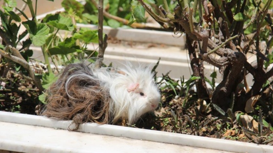 Mezarlıkta yaralı 'guinea pig' bulundu