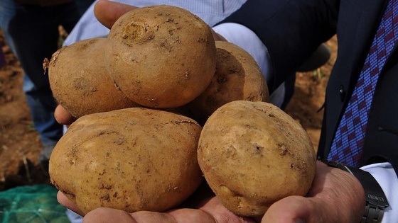Milli patatesler dışa bağımlılığı bitirecek