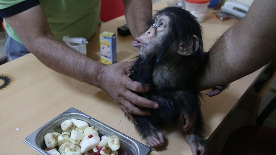 Minik şempanze 'Can'a özel bakım