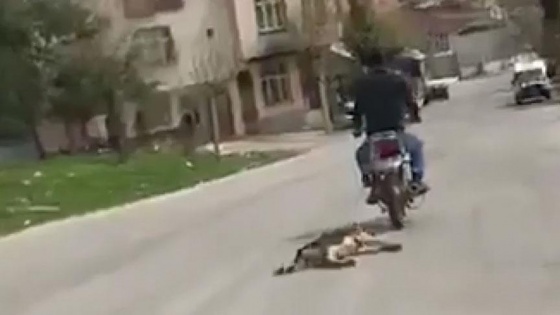 Motosikletin arkasına bağladığı köpeği sürükledi