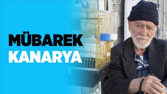 Mübarek kanarya