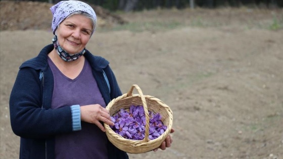 Mucize bitki safran Dijital Tarım Pazarı üzerinden satılabilecek