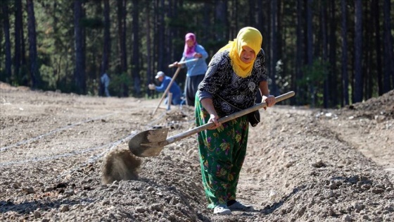 'Mucize bitki' safran toprakla buluştu