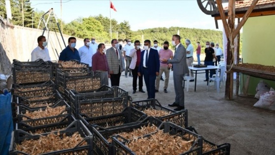 'Mucize bitki' safranda ekim zamanı başladı