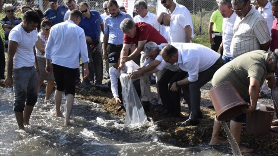 Muğla'da 180 bin yavru sazan göle bırakıldı