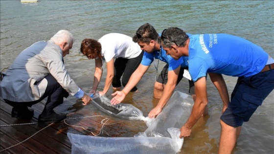 Muğla'da 30 bin yavru sazan gölete bırakıldı