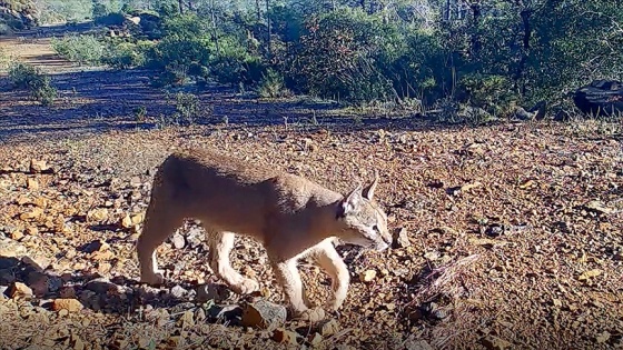 Muğla'da nesli tükenme tehlikesindeki karakulak fotokapanla görüntülendi