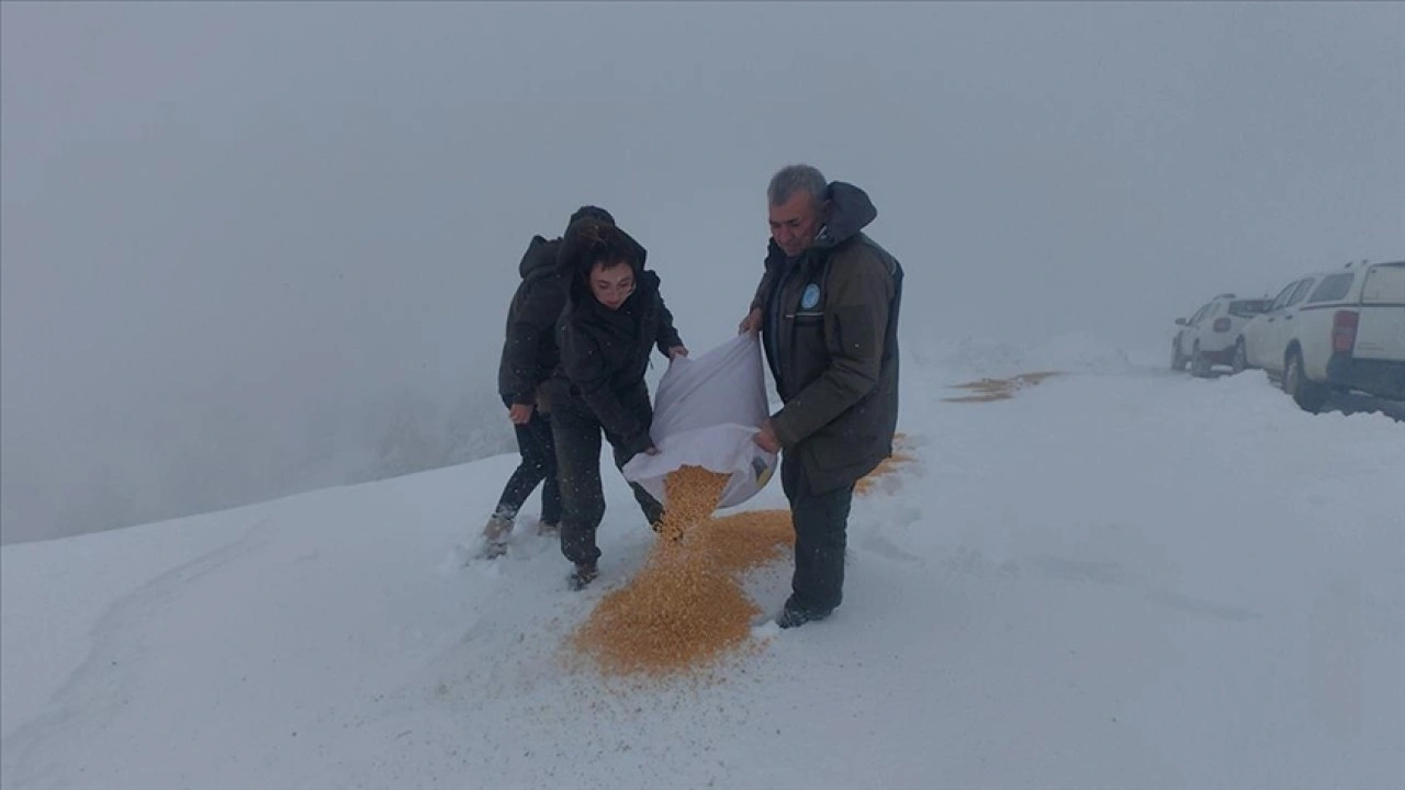 Muğla'da yaban hayvanları için doğaya yem bırakıldı