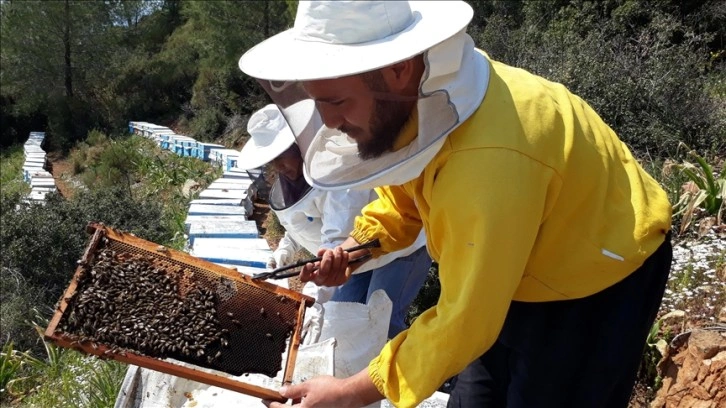 Muğla'da çam balı üreticileri bahar hazırlıklarına başladı