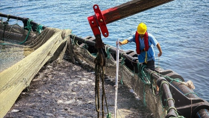 Muğla'nın su ürünleri ihracatı 500 milyon dolara yaklaştı