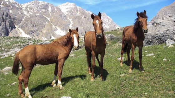 Munzur Dağları doğaya salınan atlarla renklendi