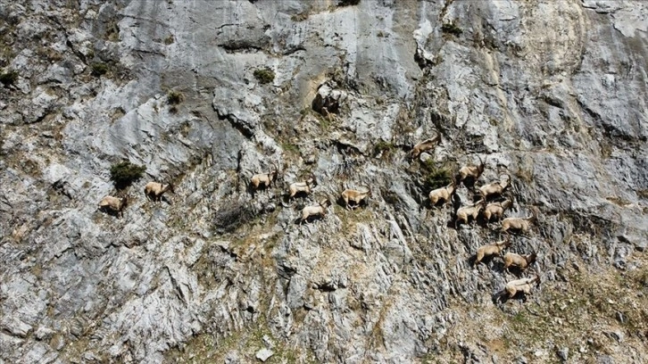 Munzur Dağları'ndaki yaban keçileri dronla görüntülendi