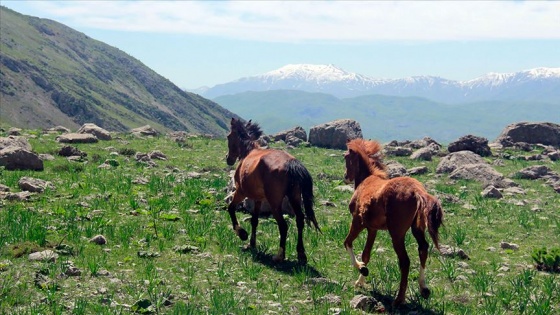 Munzur dağlarının mevsimlik atları ilgi görüyor