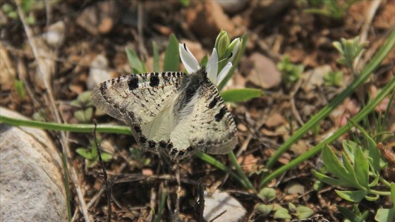 Munzur Vadisi kelebek ve tırtıllarla renklendi