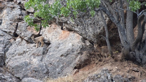 Munzur Vadisi Milli Parkı yaban keçisi yavrularıyla şenlendi