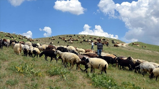 Muş'ta hayvan yetiştiricilerinin yayla yolculuğu başladı