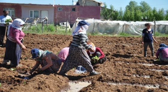 Muş'ta yılın ilk tütünü ekildi