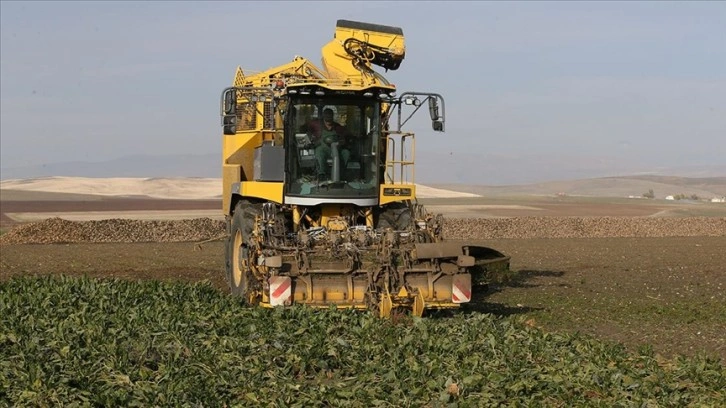 Muş ve Bitlis'te 800 bin ton pancarın şekere dönüşen yolculuğu sürüyor