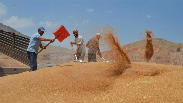 Muş'ta bahar yağmurları buğday rekoltesini artırdı