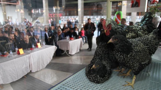 Müzayedede 8 bin 38 liraya horoz ve tavuk