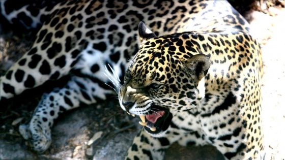Müzmin bekar dişi jaguar Hasret'e eş aranıyor
