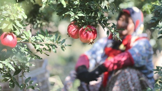 Nar hasadında tercih 'narin eller'