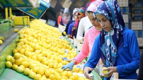 Narenciyede erken hasat, ihracatı artırdı