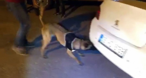 Narkotik köpeği ‘Çakı’ araçtaki gizli esrarı buldu