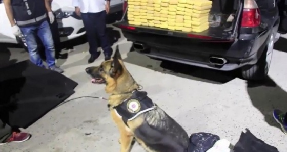 Narkotik köpeği Julien lüks cipte 42 kilogram eroin buldu