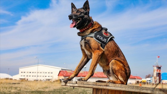 Narkotik köpeği 'Magnum' Van'daki ilk operasyonundan tam not aldı