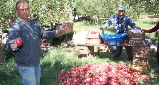 Niğde'de elma hasadı başladı