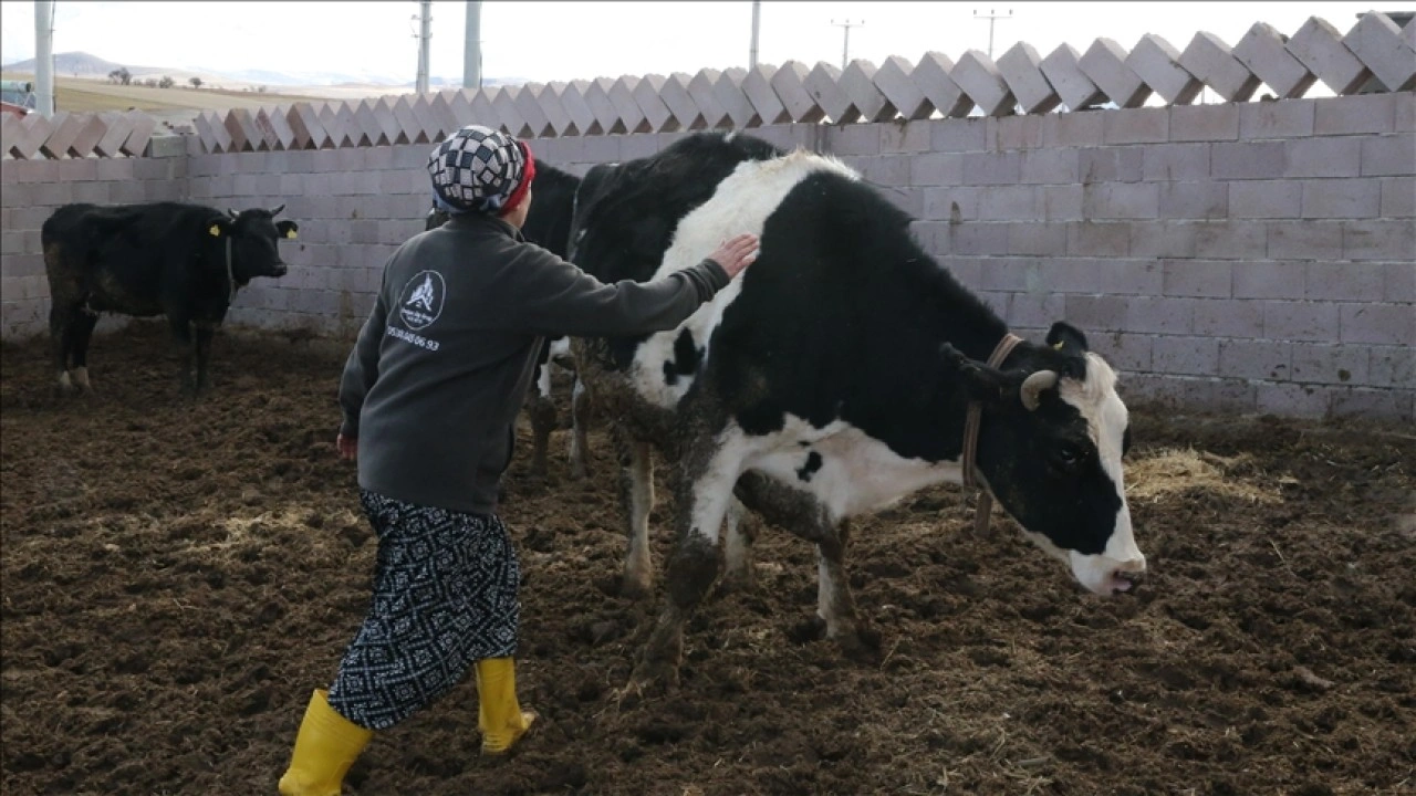 Niğde'de eski kadın hükümlü, devlet desteğiyle büyükbaş hayvan yetiştiricisi oldu