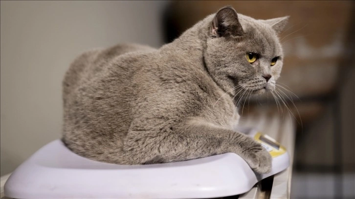 Obez kedi "Şiraz" egzersiz ve diyetle 6 kilo verdi