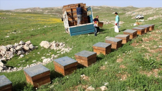 Ödüllü Eğriçayır Balı üretimi için Torosların zirvesindeki 'tatlı' mesai başladı