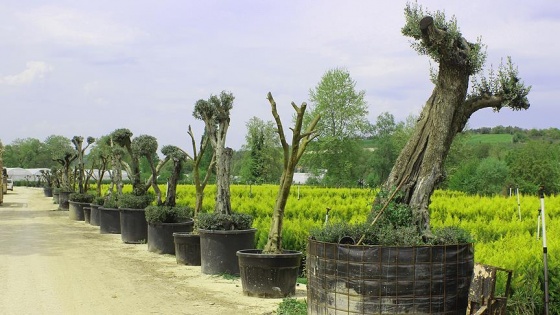 Odun olmaktan kurtardığı zeytin ağaçları villalarda yeşeriyor