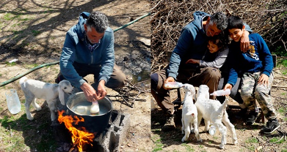 Oğlaklarına bebekler gibi bakıyor