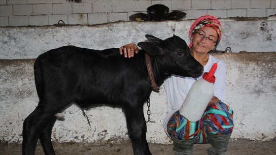 Oğluna şifa bulmak için başladığı manda yetiştiriciliğinde girişimci oldu