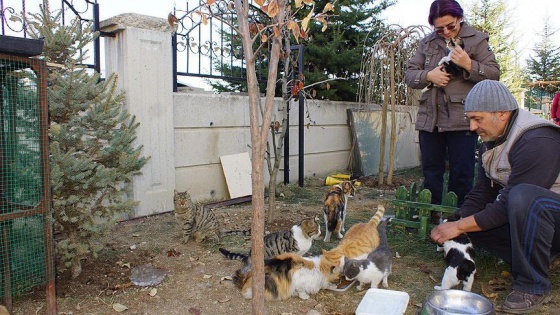 Öğretmen çiftin bahçesi sokak hayvanlarına yuva oldu