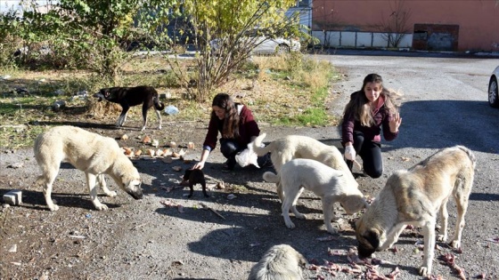 Öğretmenler sokak hayvanlarının 'can dostu' oldu