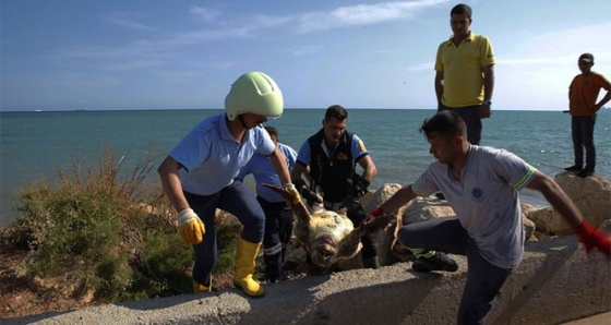 Ölü carretta caretta sahile vurdu