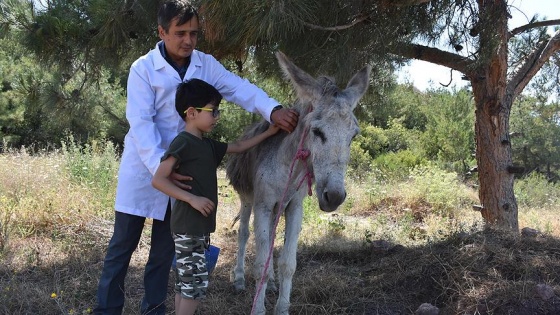 Ölüme terk edilen yaşlı eşeğe sahip çıktılar